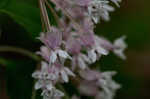 Fourleaf milkweed